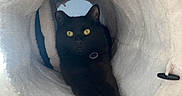 Lil Boy is registered to the contest to win money with this photo: cat, black_cat, pet, animal, feline, golden_eyes, fluffy_tunnel, pet_bed, indoor, portrait, close_up, sitting, lying_down, paw, whiskers, collar, cozy, white_fabric, carpet, home