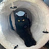 cat, black_cat, pet, animal, feline, golden_eyes, fluffy_tunnel, pet_bed, indoor, portrait, close_up, sitting, lying_down, paw, whiskers, collar, cozy, white_fabric, carpet, home