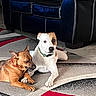 Deizel is registered to the contest to win money with this photo: dog, dogs, pet, animal, canine, brown_dog, white_dog, lying_down, sitting, sleeping, alert, collar, red_collar, green_collar, rug, patterned_rug, sofa, living_room, indoor, companions