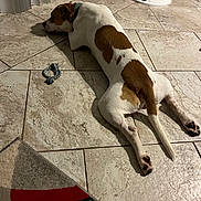 Deizel is registered to the contest to win money with this photo: dog, canine, white_and_brown, sprawled, lying_down, sleeping, indoor, tile_floor, home, pet, collar, rope_toy, rug, furniture, relaxed, sunlight, shadows, long_body, paws, resting
