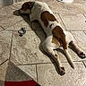 dog, canine, white_and_brown, sprawled, lying_down, sleeping, indoor, tile_floor, home, pet, collar, rope_toy, rug, furniture, relaxed, sunlight, shadows, long_body, paws, resting