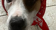 Deizel joined the competition — help win amazing prizes! dog, puppy, bandana, red, white, portrait, closeup, pet, canine, face, nose, eyes, wearing, costume, indoor, tile_floor, photography, cute, animal, fashion