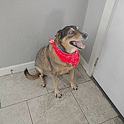 Sadie joined the competition — help win amazing prizes! dog, pet, canine, sitting, smiling, open_mouth, tongue, bandana, red_accessory, collar, short_fur, brown_fur, black_fur, indoor, tile_floor, door, wall, corner, portrait, happy