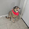 dog, pet, canine, sitting, smiling, open_mouth, tongue, bandana, red_accessory, collar, short_fur, brown_fur, black_fur, indoor, tile_floor, door, wall, corner, portrait, happy
