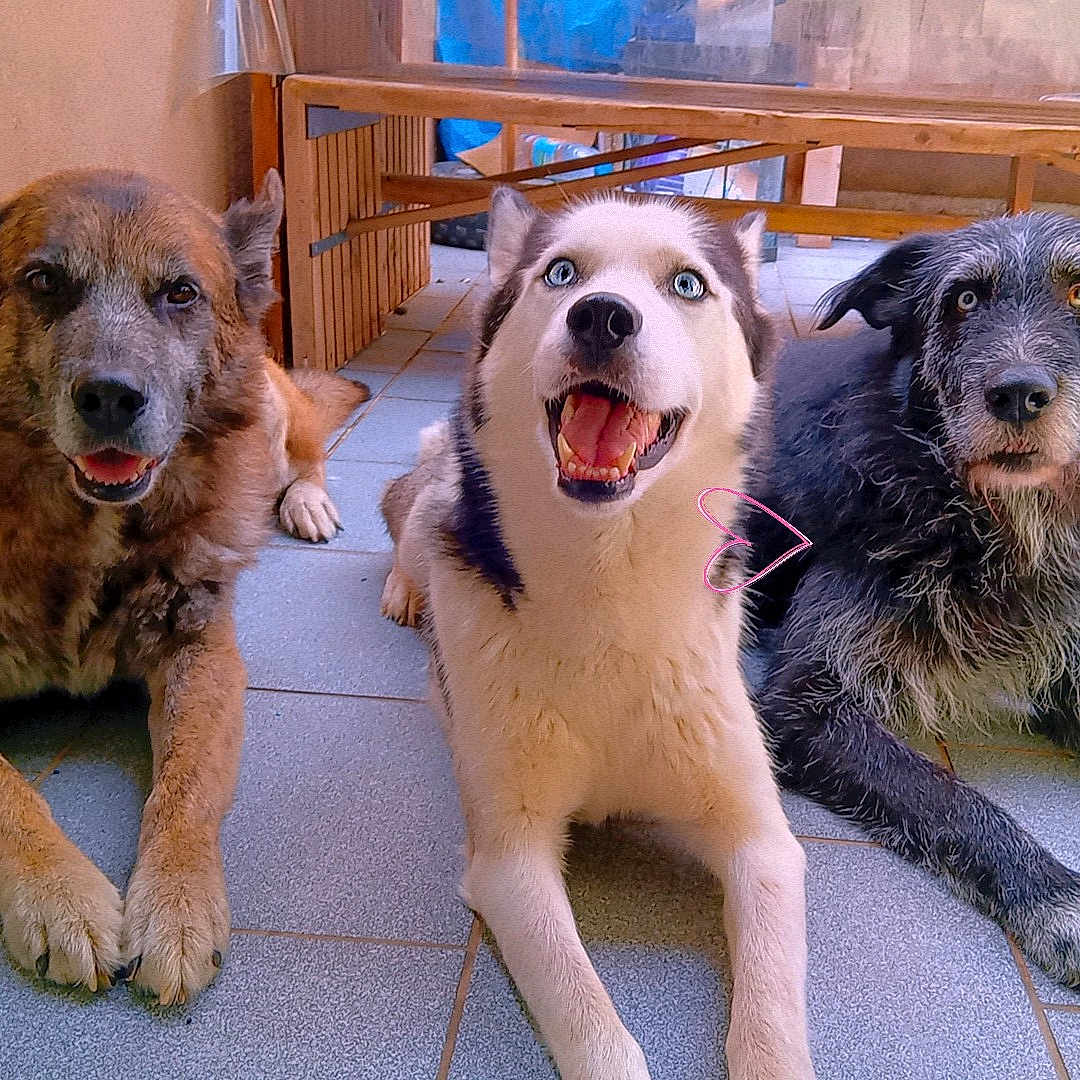 Max Snoupy Chanel participe au concours pour gagner de l'argent avec cette photo : accessories, animal, ball, canine, couch, dog, football, goldenretriever, hardwood, hound, husky, indoors, pet, plywood, slate, soccer, soccerball, sport, strap, wood