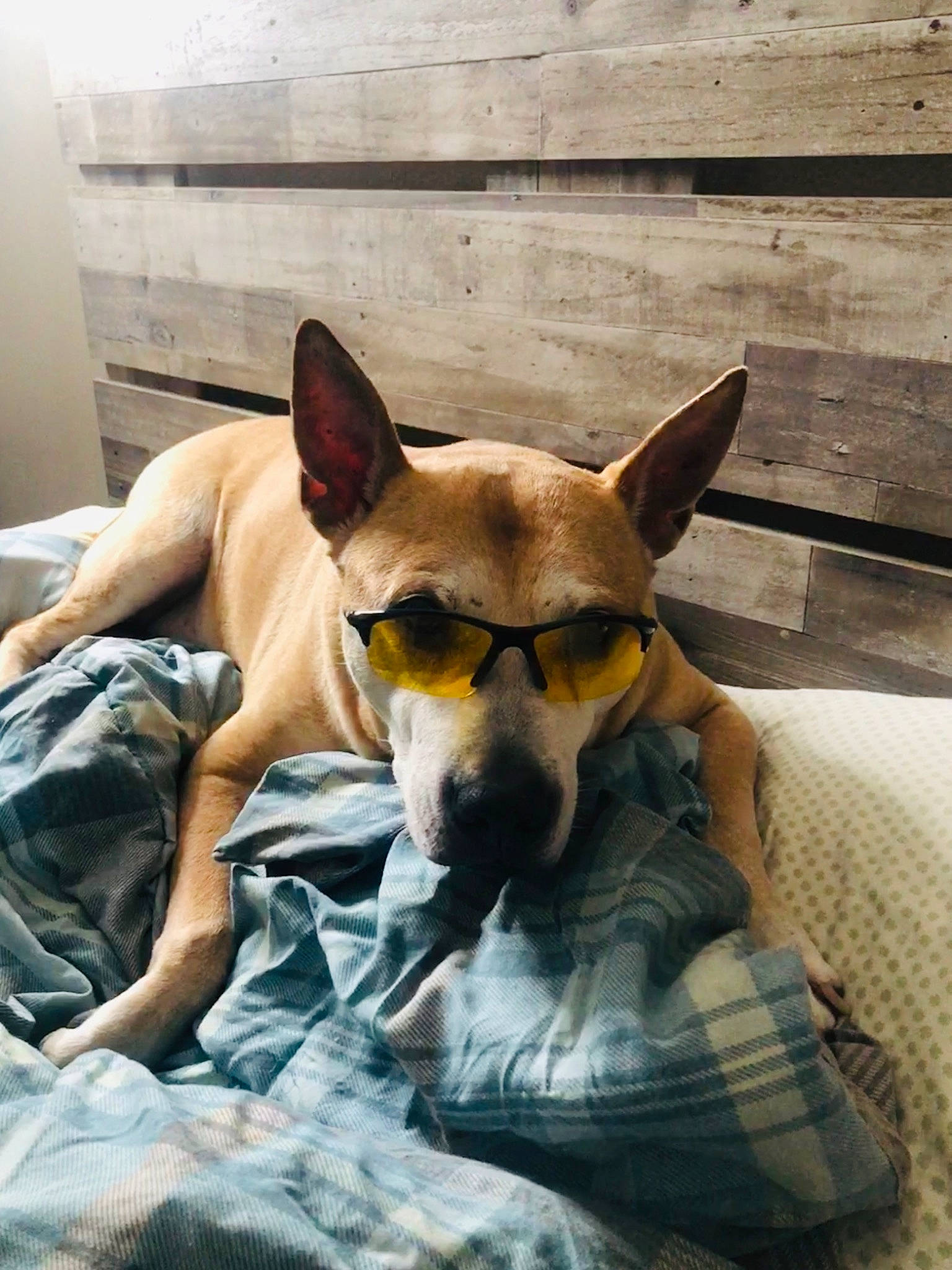 Poppy is registered to the contest to win money with this photo: canidae, carnivore, chihuahua, comfort, companion_dog, dog, dog_breed, dog_supply, fawn, felidae, fur, linens, snout, sporting_group, sunglasses, tail, toy_dog, whiskers, wood, working_animal