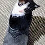 Rocky is registered to the contest to win money with this photo: kitten, cat, shoe, carpet, black_and_white, pet, indoor, feline, animal, footwear, texture, cozy, small, cute, blurred, hiding, curious, domestic, playful, funny