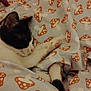 Rocky joined the competition — help win amazing prizes! cat, sleeping, blanket, mushroom_pattern, cozy, resting, paw, fur, indoor, cute, pet, animal, domestic, comfort, snuggled, relaxed, black_and_white, soft, warm, bed