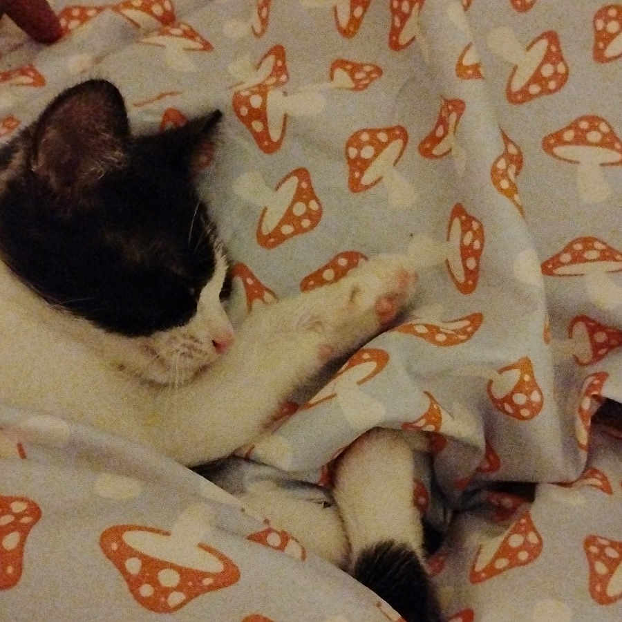 Rocky joined the competition — help win amazing prizes! animal, bed, black_and_white, blanket, cat, comfort, cozy, cute, domestic, fur, indoor, mushroom_pattern, paw, pet, relaxed, resting, sleeping, snuggled, soft, warm