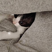 Rocky is registered to the contest to win money with this photo: kitten, cat, black_and_white, fur, whiskers, animal, pet, close_up, cozy, fabric, gray, soft, hidden, cute, small, young, curious, indoors, resting, fur_texture