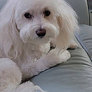 Harlee is registered to the contest to win money with this photo: dog, white_dog, fluffy, pet, couch, leather, indoor, home, glass_table, decor, fur, cute, animal, relaxing, paw, face, looking, furniture, cozy, companion