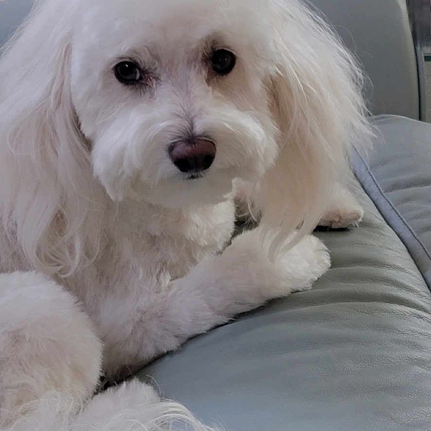 Harlee is registered to the contest to win money with this photo: animal, companion, couch, cozy, cute, decor, dog, face, fluffy, fur, furniture, glass_table, home, indoor, leather, looking, paw, pet, relaxing, white_dog