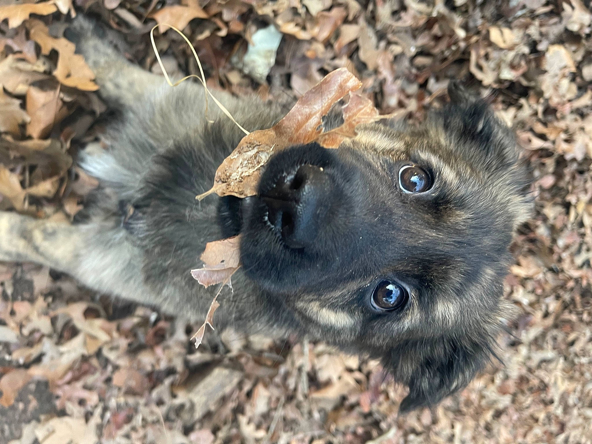 Grizzly joined the competition — help win amazing prizes! belgian_shepherd_malinois, canidae, carnivore, collar, companion_dog, dog, dog_breed, dog_collar, fawn, fur, german_shepherd_dog, puppy, soil, sporting_group, street_dog, terrestrial_animal, whiskers, wildlife, working_animal, working_dog