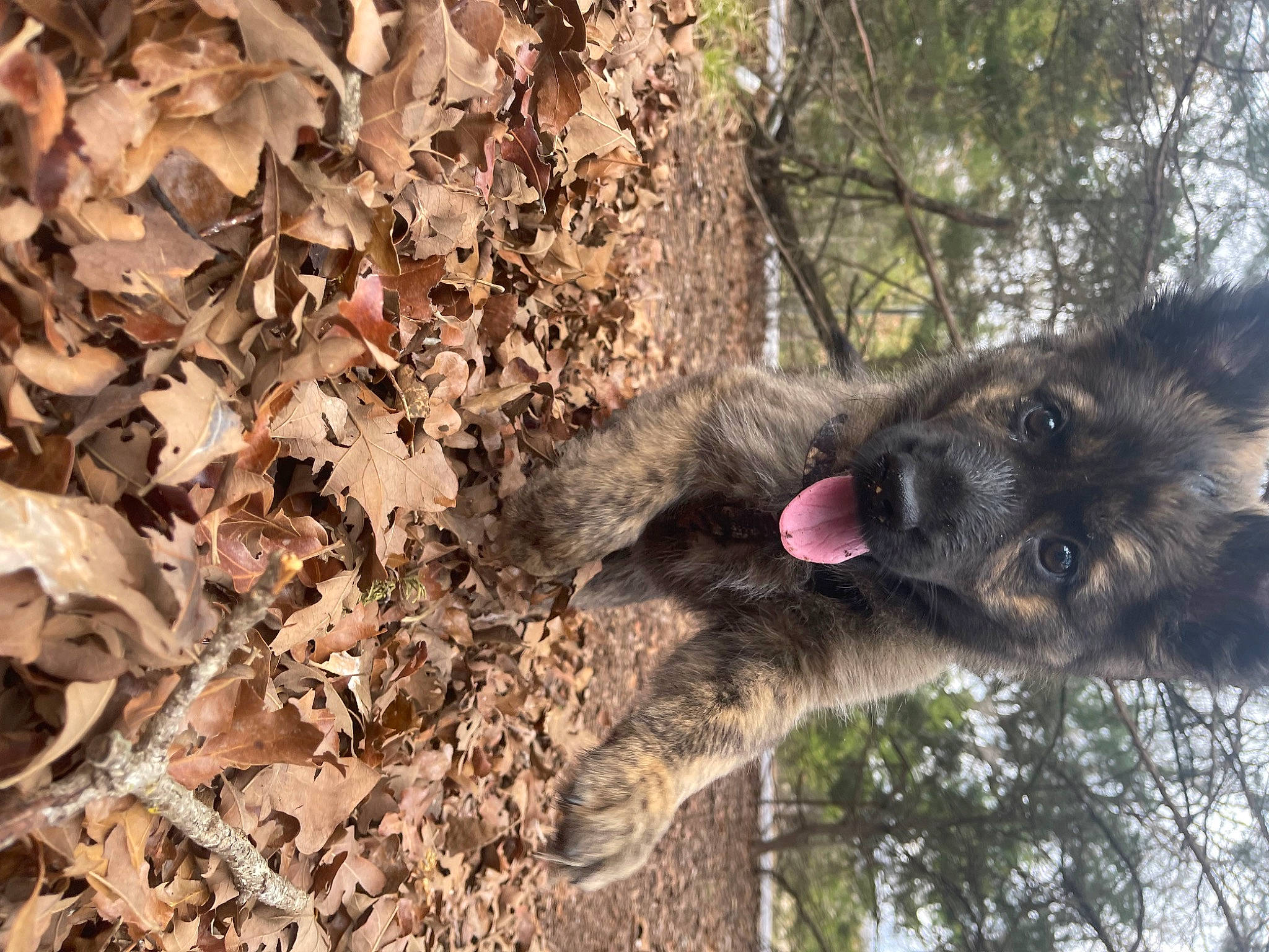 Grizzly joined the competition — help win amazing prizes! carnivore, dog, dog_breed, felidae, fur, koala, marsupial, natural_material, plant, snout, soil, tail, terrestrial_animal, tree, trunk, twig, wildlife, wood