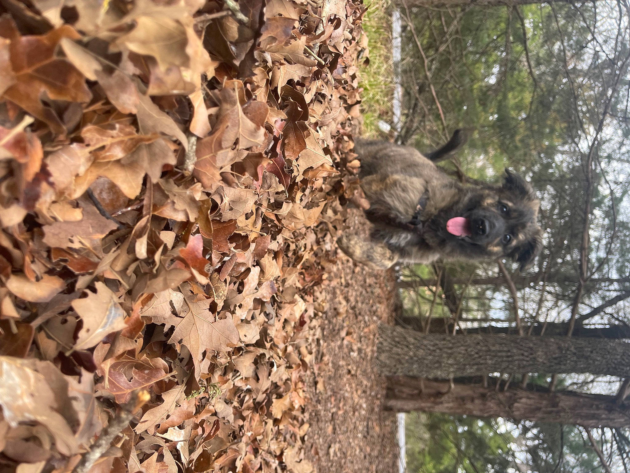 Grizzly is registered to the contest to win money with this photo: deciduous, forest, fur, groundcover, jungle, leaf, northern_hardwood_forest, plant, plant_stem, soil, temperate_broadleaf_and_mixed_forest, terrestrial_animal, tree, trunk, twig, wildlife, wood, woodland