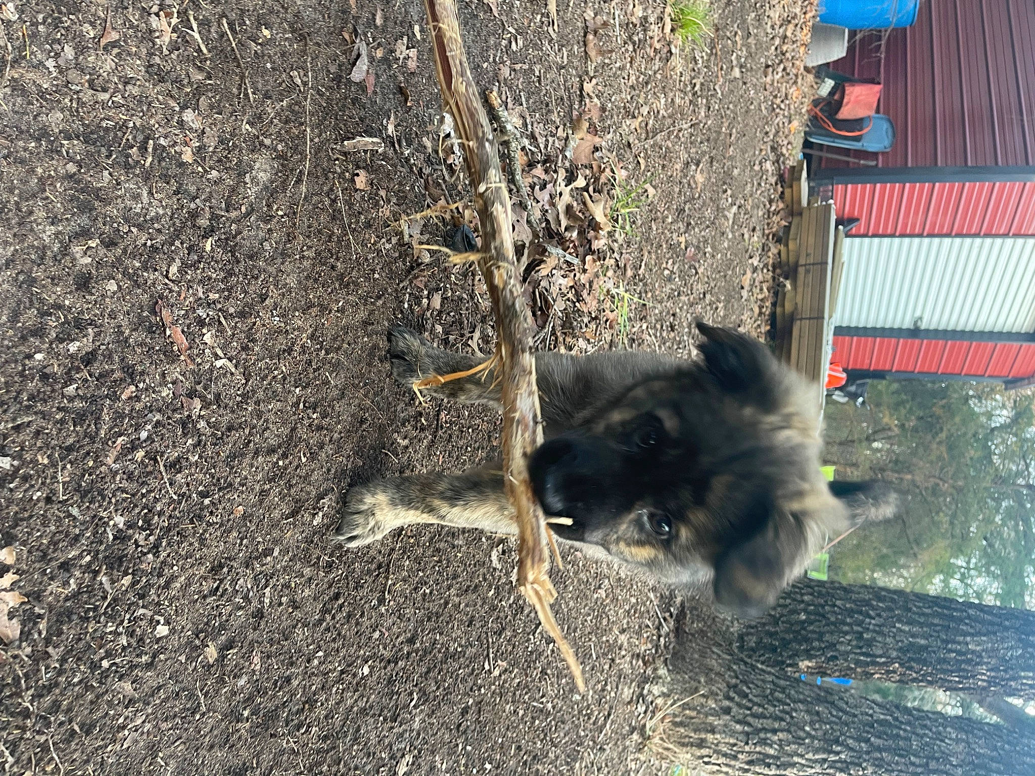 Grizzly joined the competition — help win amazing prizes! asphalt, canidae, carnivore, companion_dog, dog, dog_breed, fawn, felidae, fur, grass, paw, road_surface, shade, shadow, small_to_medium_sized_cats, soil, sporting_group, tail, tints_and_shades, working_dog