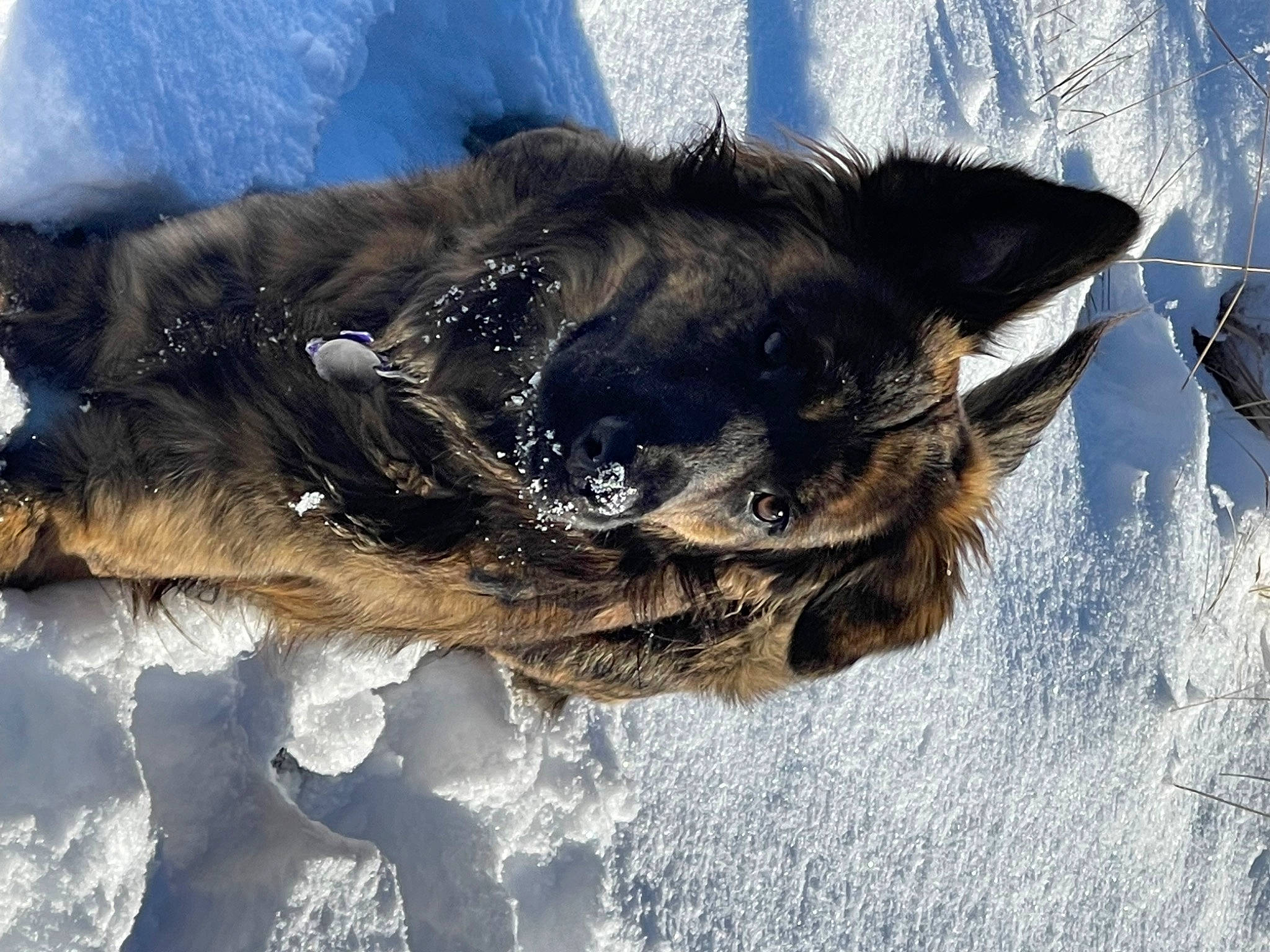 Grizzly joined the competition — help win amazing prizes! canidae, carnivore, claw, dog, dog_breed, felidae, freezing, fur, guard_dog, paw, small_to_medium_sized_cats, snout, snow, sporting_group, tail, tree, whiskers, wildlife, winter, working_animal