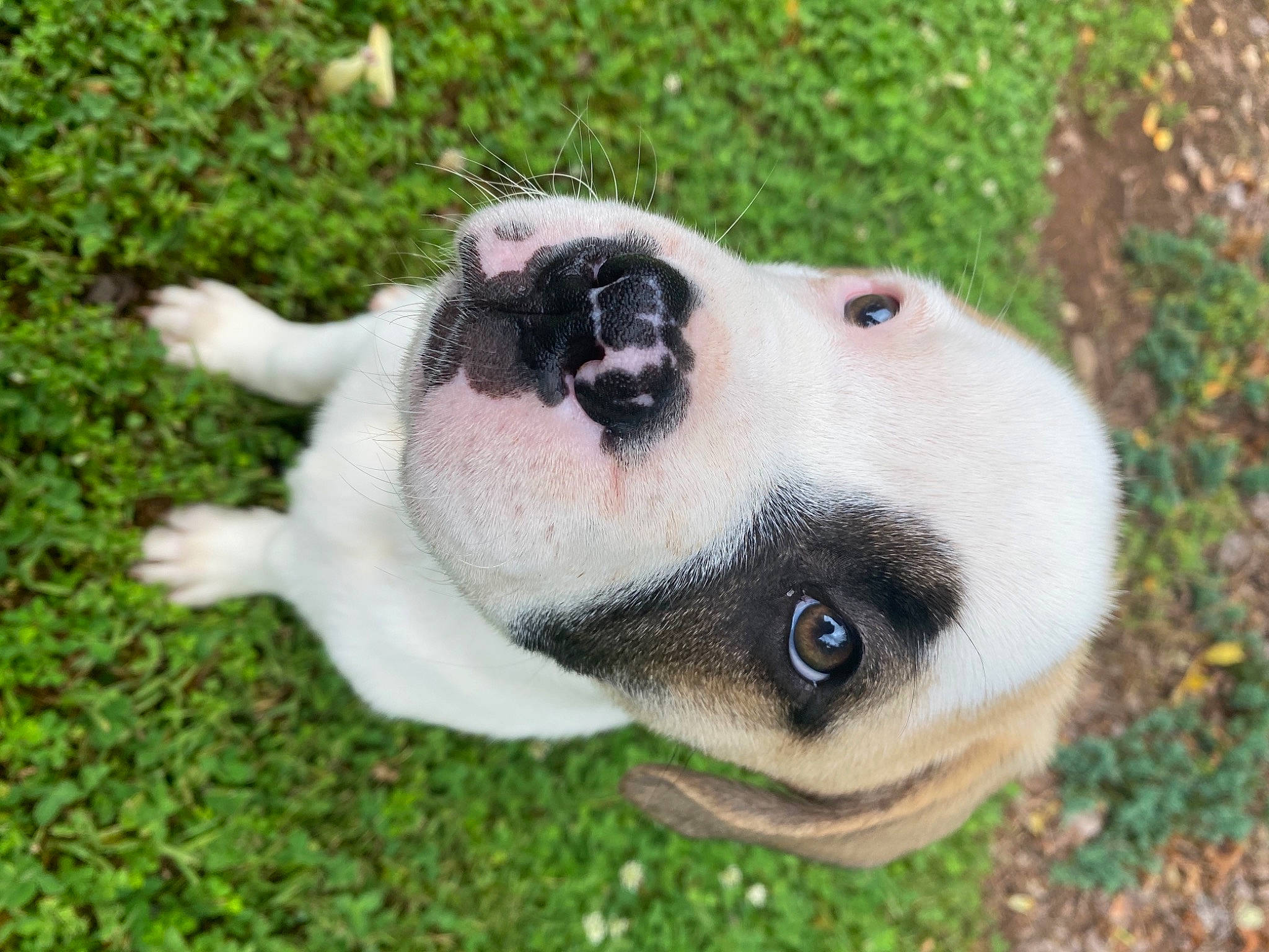 Bronco joined the competition — help win amazing prizes! canidae, carnivore, collar, companion_dog, dog, dog_breed, dog_collar, fawn, fur, grass, non_sporting_group, plant, snout, sporting_group, terrestrial_animal, toy, whiskers, working_animal