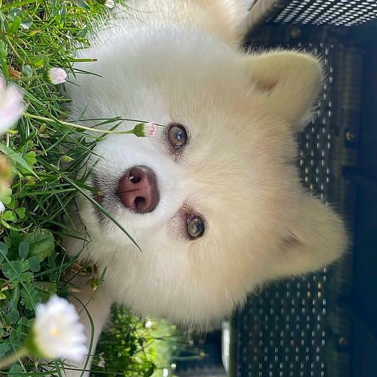 Chopper participe au concours pour gagner de l'argent avec cette photo : animal, architecture, building, canine, dog, eskimodog, flower, grass, green, herbal, herbs, housing, husky, pet, petal, plant, pottedplant, puppy, vegetation, whitedog