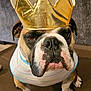 bulldog, dog, crown, pom_poms, costume, pet, animal, brown, white, face, portrait, indoor, furniture, fabric, striped_shirt, close_up, sitting, cute, expression, canine