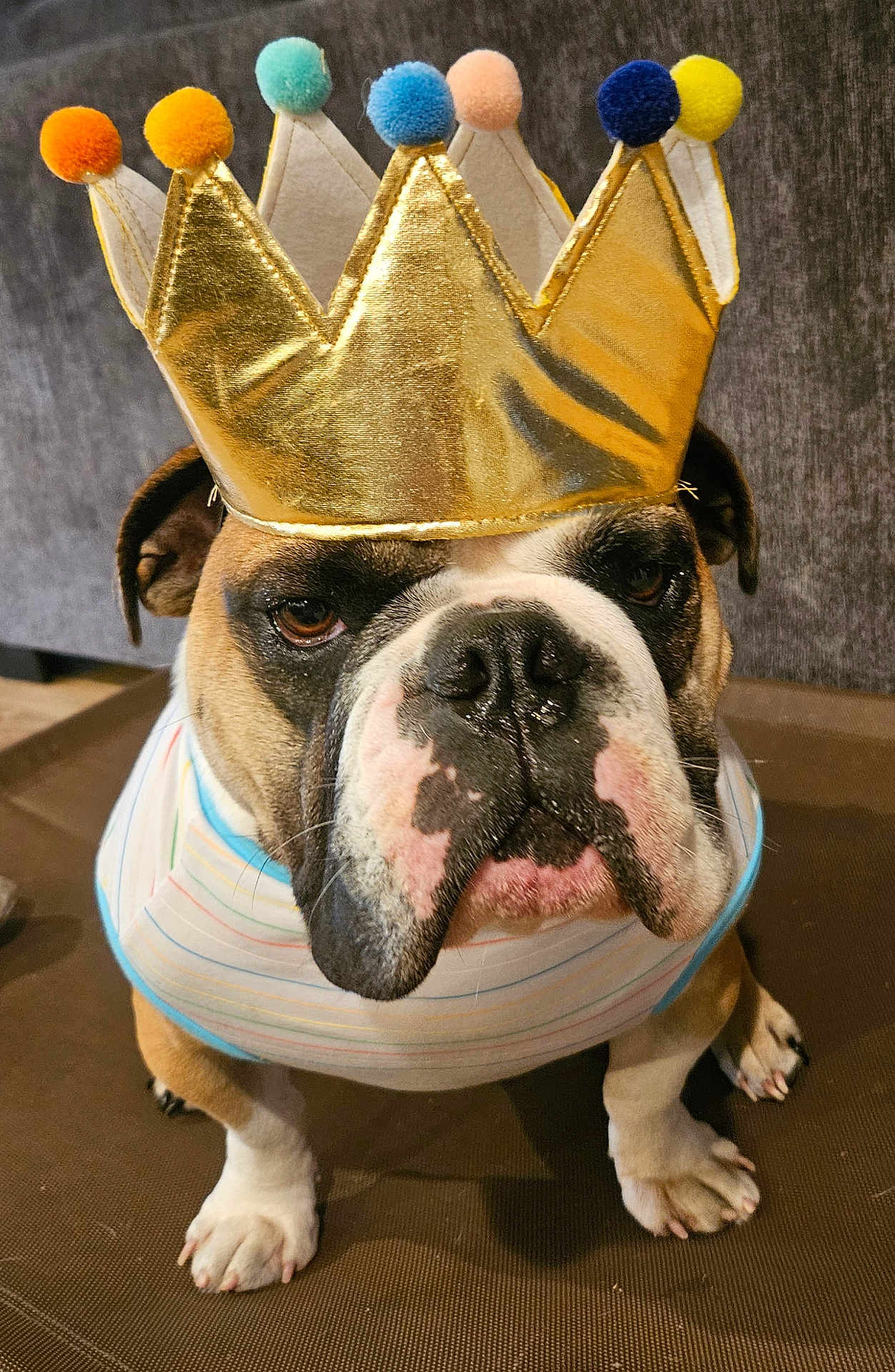 Hank joined the competition — help win amazing prizes! bulldog, dog, crown, pom_poms, costume, pet, animal, brown, white, face, portrait, indoor, furniture, fabric, striped_shirt, close_up, sitting, cute, expression, canine