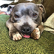 Kiki a rejoint le concours — aidez-le/la à gagner de superbes lots ! dog, close_up, resting, paws, grey_dog, blanket, green, couch, indoor, pet, canine, sleepy, cozy, fur, animal, companion, living_room, relaxed, cute, portrait