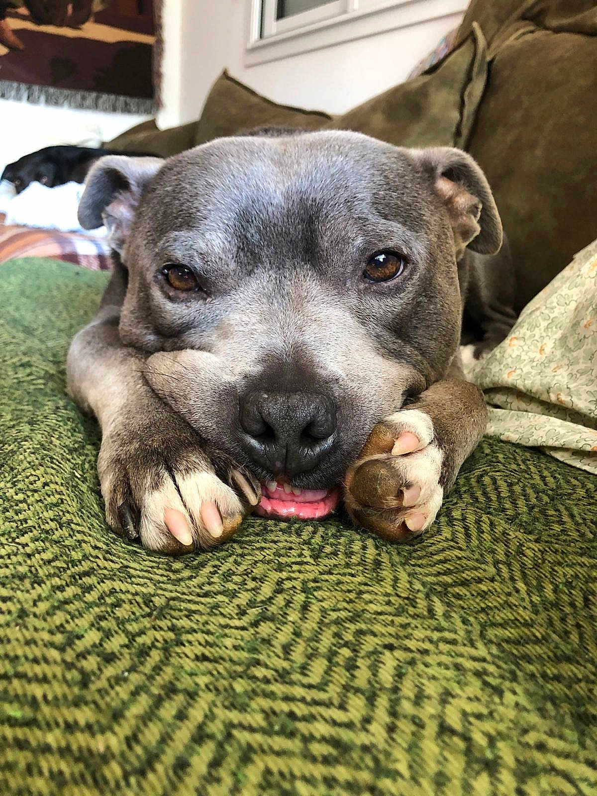 Kiki a rejoint le concours — aidez-le/la à gagner de superbes lots ! dog, close_up, resting, paws, grey_dog, blanket, green, couch, indoor, pet, canine, sleepy, cozy, fur, animal, companion, living_room, relaxed, cute, portrait
