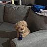 Nelson joined the competition — help win amazing prizes! dog, couch, remote_control, living_room, candles, furniture, pet, curly_hair, cozy, indoor, paw, gray, blanket, relaxing, domestic_animal, home, fur, small_dog, canine, companion