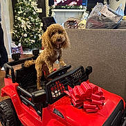 Nelson joined the competition — help win amazing prizes! dog, toy_car, red, bow, christmas_tree, holiday, living_room, decorations, fur, pet, wood_floor, sofa, gift, christmas, indoor, furniture, curly_fur, black_tires, steering_wheel, festive