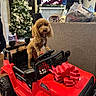 dog, toy_car, red, bow, christmas_tree, holiday, living_room, decorations, fur, pet, wood_floor, sofa, gift, christmas, indoor, furniture, curly_fur, black_tires, steering_wheel, festive