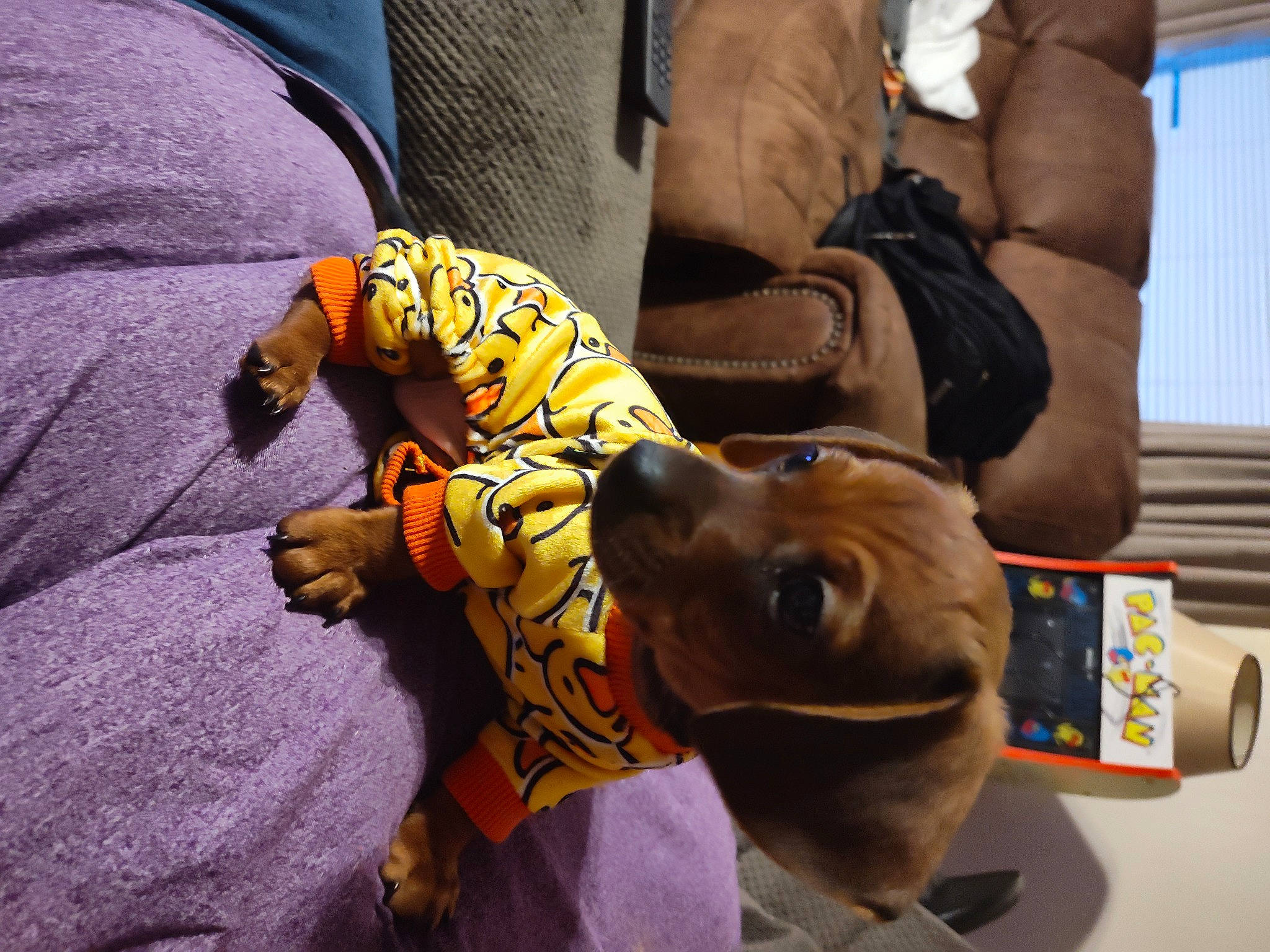 Peanut is registered to the contest to win money with this photo: canidae, carnivore, chair, collar, comfort, companion_dog, couch, dog, dog_breed, dog_supply, fawn, fur, guard_dog, nap, non_sporting_group, pet_supply, sitting, sporting_group, working_animal