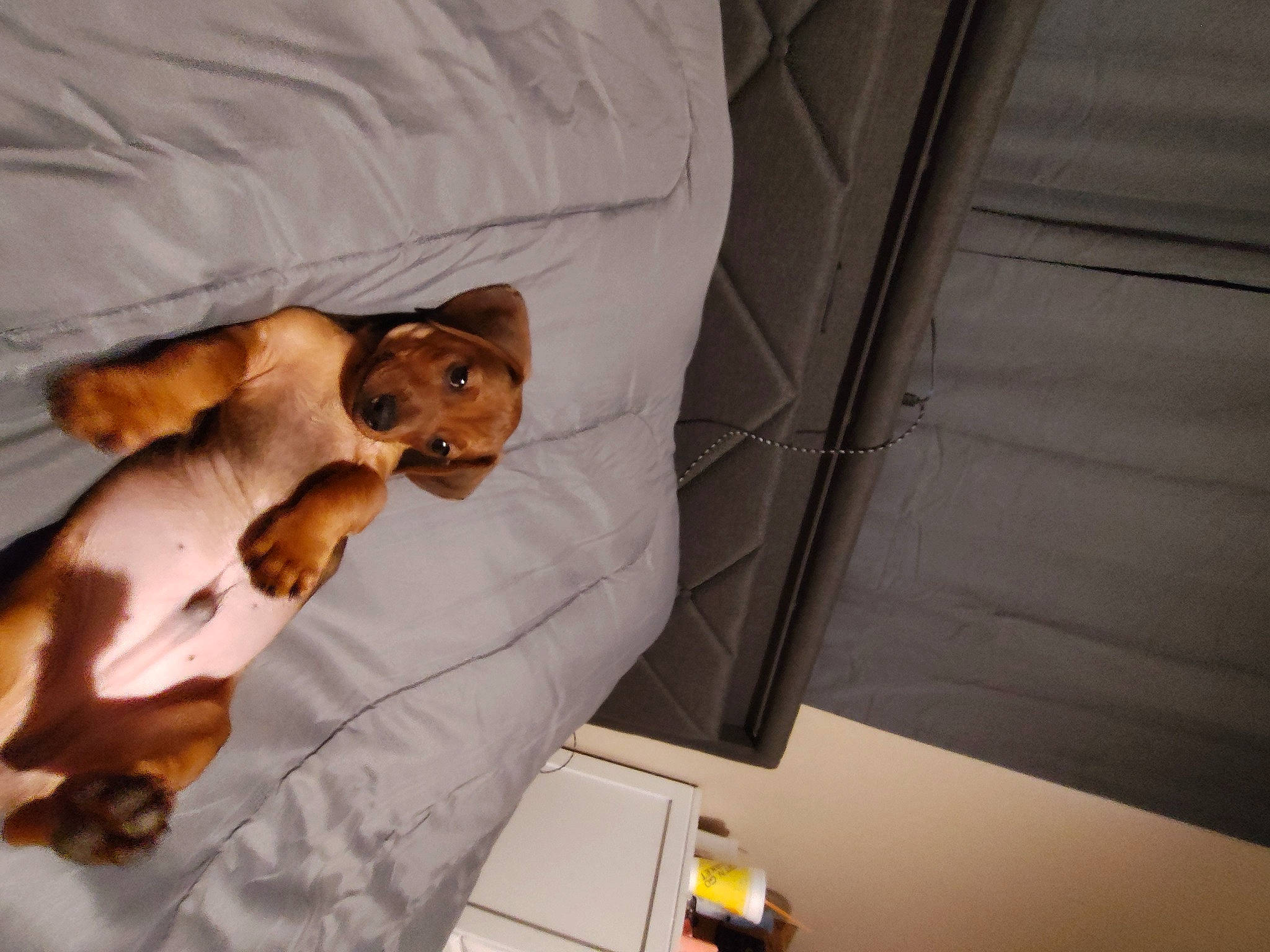 Peanut is registered to the contest to win money with this photo: bed, canidae, carnivore, comfort, companion_dog, couch, dog, dog_breed, fawn, linens, nap, paw, room, sporting_group, toy_dog, whiskers, wood