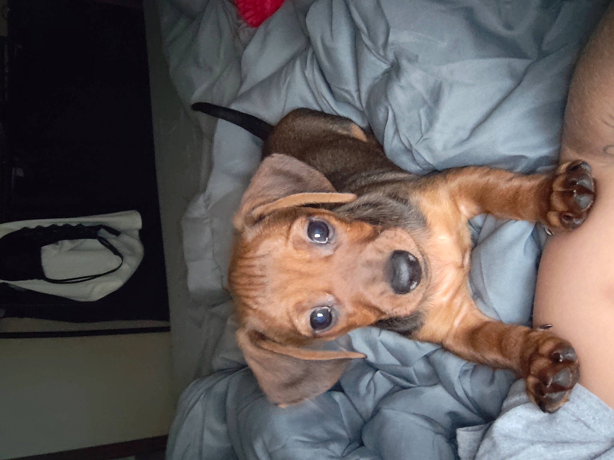 Peanut joined the competition — help win amazing prizes! canidae, carnivore, comfort, companion_dog, dog, dog_breed, ear, fawn, fur, jaw, snout, sporting_group, whiskers, working_animal, wrinkle, wrist