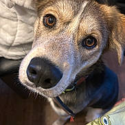 Alpha a rejoint le concours — aidez-le/la à gagner de superbes lots ! dog, close_up, brown_eyes, black_nose, curious, pet, indoor, blanket, fabric, cartoon_print, fur, collar, ears, snout, canine, animal, companion, looking_up, domestic, cute