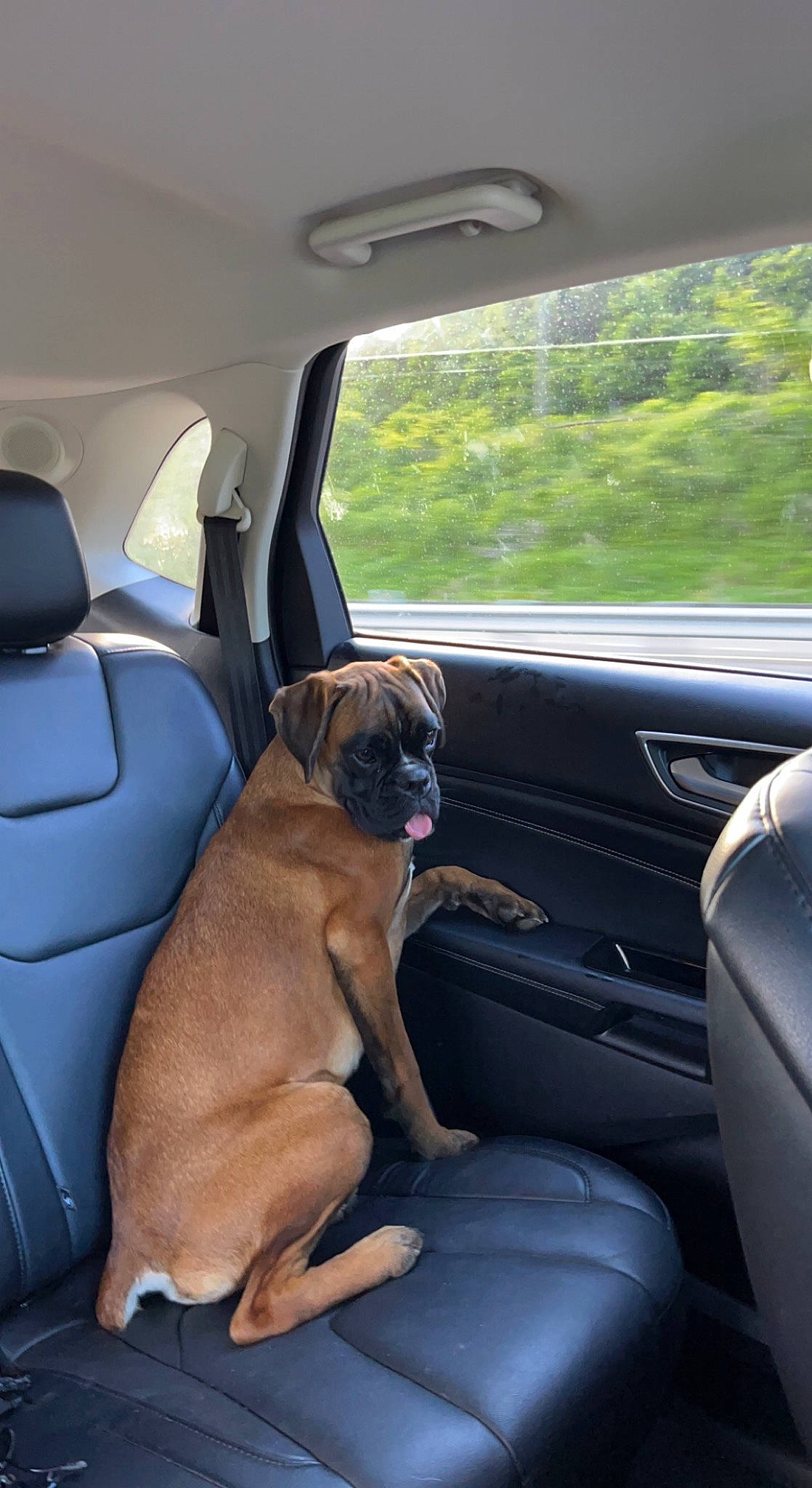Gracie is registered to the contest to win money with this photo: auto_part, automotive_design, automotive_exterior, automotive_mirror, car, car_seat, car_seat_cover, carnivore, companion_dog, dog, dog_breed, fawn, head_restraint, mammal, motor_vehicle, steering_part, vehicle, vehicle_door, vertebrate, window