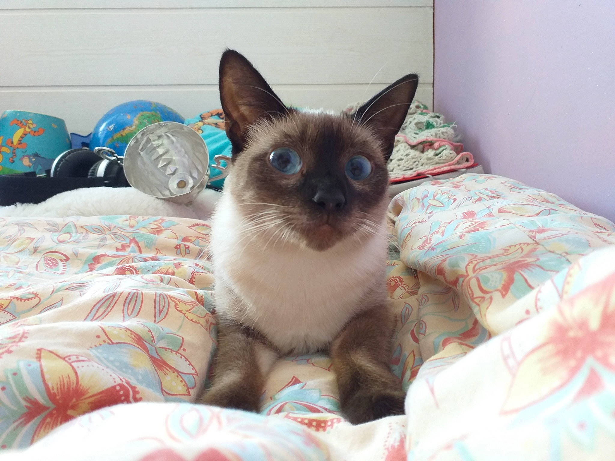 Rajah a rejoint le concours — aidez-le/la à gagner de superbes lots ! balinese, bed, bed_sheet, bedding, birman, carnivore, cat, felidae, linens, peach, siamese, small_to_medium_sized_cats, snout, thai, tonkinese, turquoise, vertebrate, whiskers