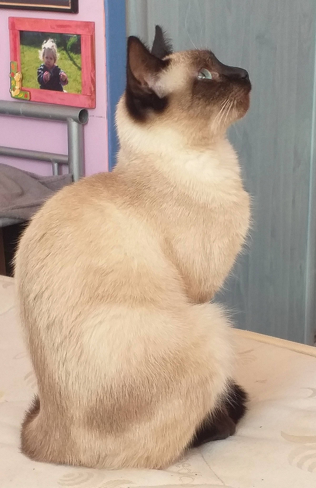 Rajah a rejoint le concours — aidez-le/la à gagner de superbes lots ! balinese, beige, birman, brown, carnivore, cat, fawn, felidae, fur, mammal, picture_frame, siamese, small_to_medium_sized_cats, snout, tail, terrestrial_animal, thai, tonkinese, vertebrate, whiskers