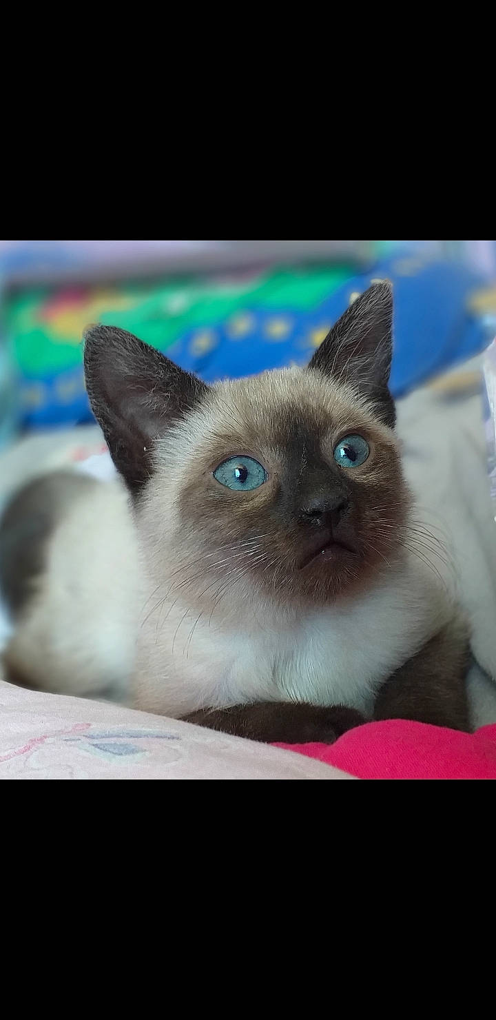 Rajah participe au concours pour gagner de l'argent avec cette photo : balinese, birman, carnivore, cat, felidae, iris, ojos_azules, siamese, small_to_medium_sized_cats, snout, thai, tonkinese, whiskers