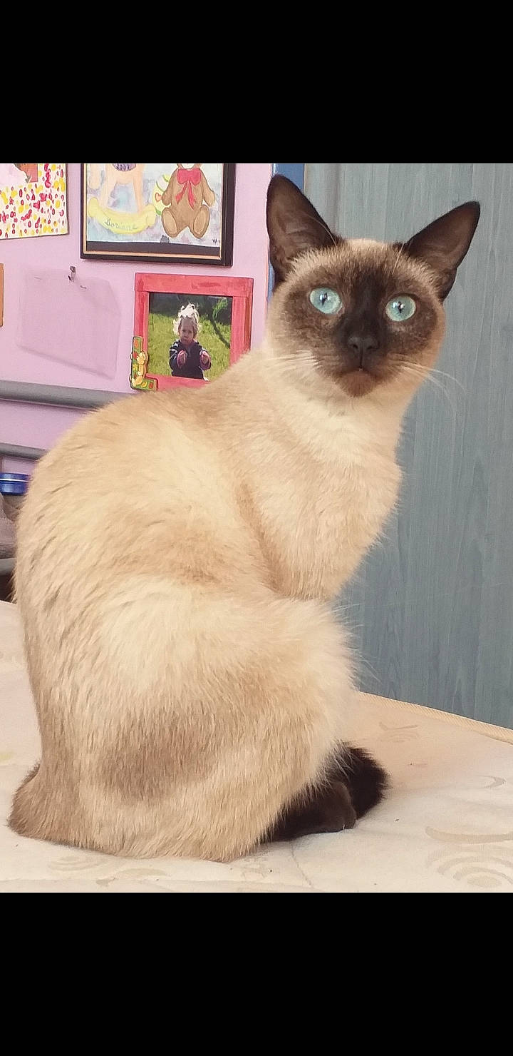 Rajah participe au concours pour gagner de l'argent avec cette photo : carnivore, cat, fawn, felidae, fur, siamese, small_to_medium_sized_cats, snout, tail, thai, tonkinese, vertebrate, whiskers