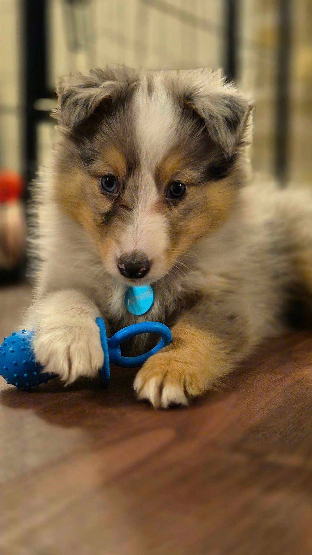 Athos participe au concours pour gagner de l'argent avec cette photo : adorable, animal, blue, blurry_background, close_up, collar, cute, dog, domestic_animal, floor, fur, indoor, paw, pet, playing, puppy, soft_light, toy, wooden_floor, young_dog