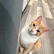 Crispy is registered to the contest to win money with this photo: animal, cat, curious, cute, domestic_cat, ears, feline, flooring, fur, household, indoor, looking_up, mammal, orange_cat, pet, sitting, tilted_head, whiskers, white_fur, wooden_floor