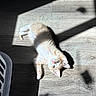 Crispy is registered to the contest to win money with this photo: animal, cat, curious, cute, domestic_cat, feline, floor, indoor, kitten, light_and_shadow, looking_up, paws, pet, playful, relaxed, resting, shadow, sunlight, wooden_floor, young_cat