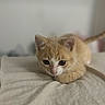 Crispy is registered to the contest to win money with this photo: animal, bed, cat, closeup, curious, cute, ears, feline, indoor, kitten, looking, orange_cat, paws, pet, resting, sheet, soft_light, whiskers, white_cat, young