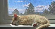 Crispy joined the competition — help win amazing prizes! blue_sky, calm, cat, clouds, cozy, daylight, feline, indoor, kitten, nature, orange_cat, peaceful, pet, resting, screen, sleeping, sunlight, tree, window, windowsill