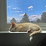 blue_sky, calm, cat, clouds, cozy, daylight, feline, indoor, kitten, nature, orange_cat, peaceful, pet, resting, screen, sleeping, sunlight, tree, window, windowsill