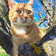 José participe au concours pour gagner de l'argent avec cette photo : abyssinian, angora, animal, cat, jungle, kitten, land, manx, nature, oak, outdoors, pet, plant, rock, siamese, sycamore, tree, treetrunk, vegetation, wood