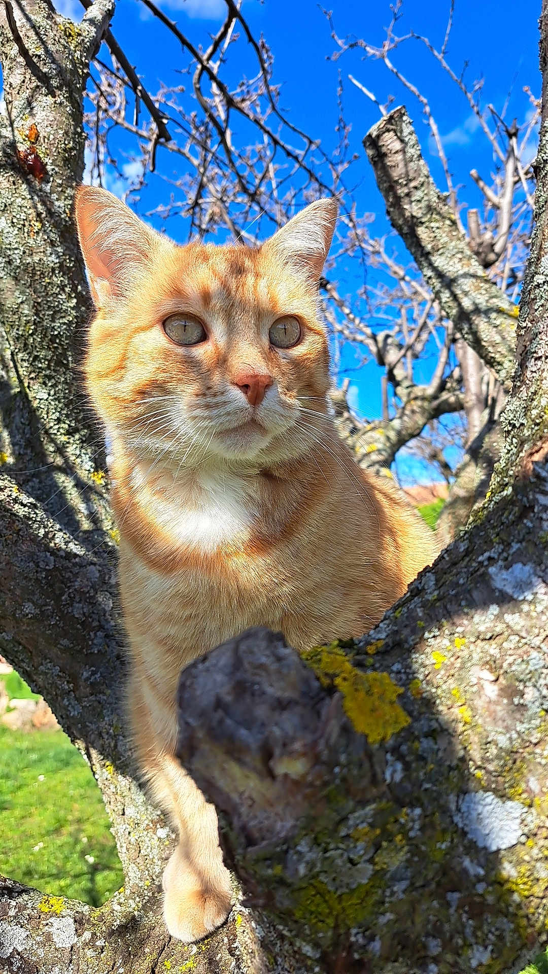 José participe au concours pour gagner de l'argent avec cette photo : abyssinian, angora, animal, cat, jungle, kitten, land, manx, nature, oak, outdoors, pet, plant, rock, siamese, sycamore, tree, treetrunk, vegetation, wood