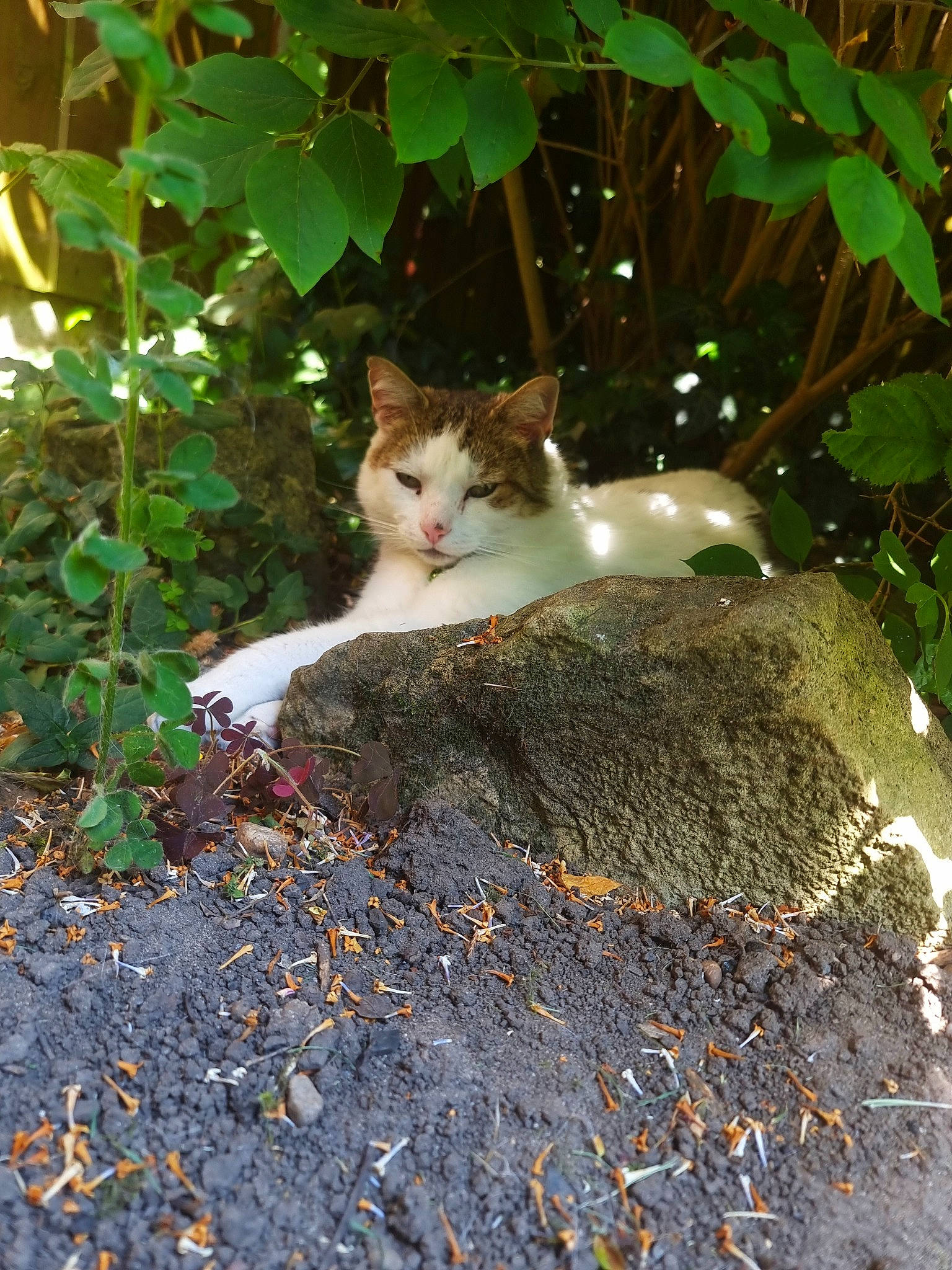 Ralphy joined the competition — help win amazing prizes! asphalt, carnivore, cat, domestic_short_haired_cat, fawn, felidae, grass, groundcover, leaf, mammal, plant, road_surface, shrub, small_to_medium_sized_cats, tail, tree, trunk, vertebrate, whiskers, wood