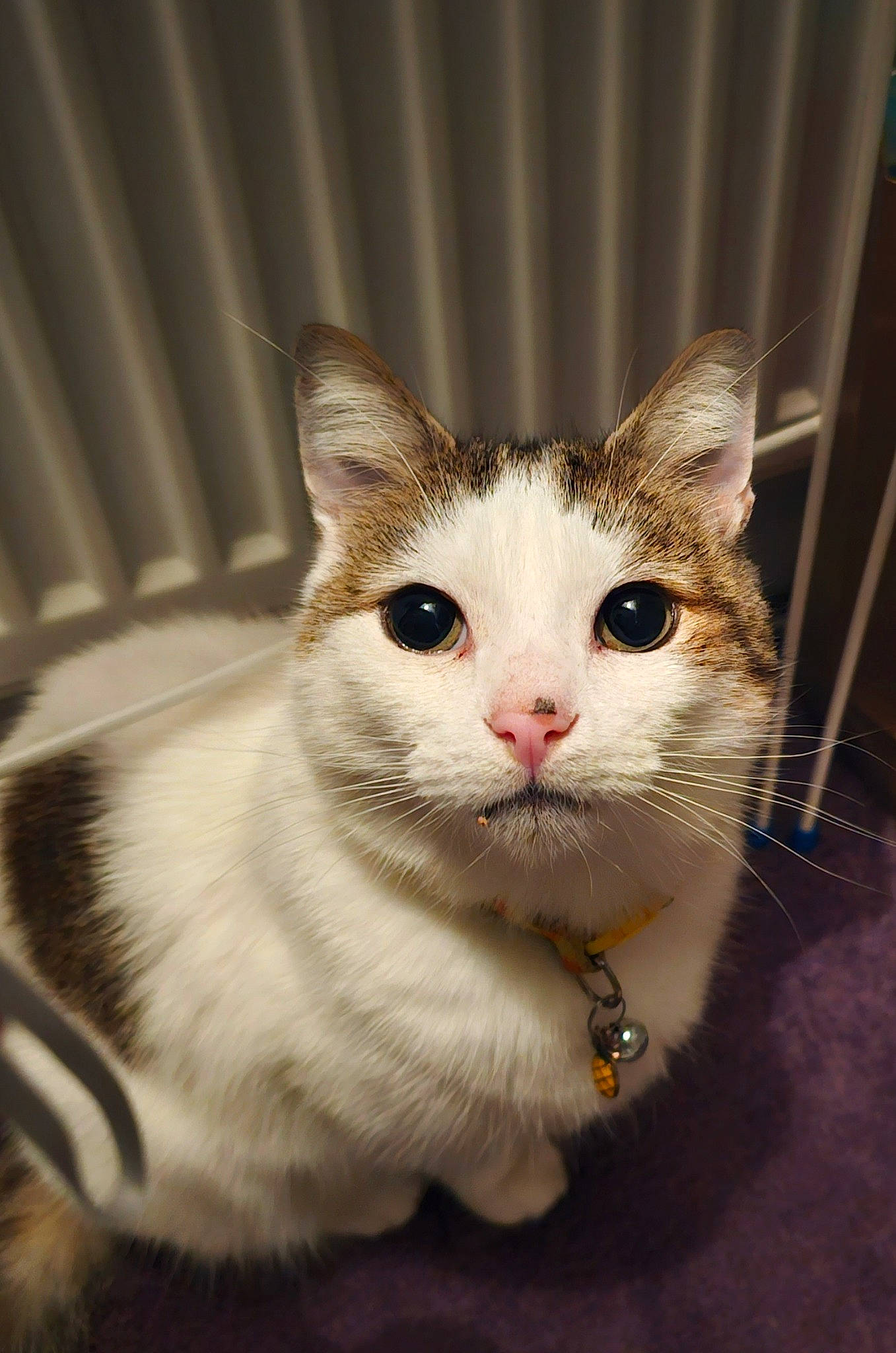 Ralphy is registered to the contest to win money with this photo: carnivore, cat, collar, curious, domestic_short_haired_cat, felidae, fur, paw, pet_supply, small_to_medium_sized_cats, snout, terrestrial_animal, whiskers