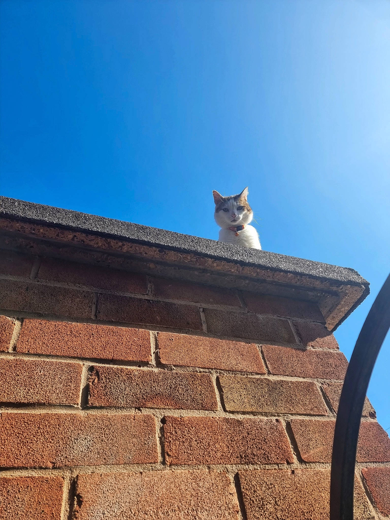 Ralphy joined the competition — help win amazing prizes! brick, brickwork, building, carnivore, cat, chimney, daylighting, facade, felidae, finial, rectangle, roof, sky, small_to_medium_sized_cats, symmetry, tail, tints_and_shades, whiskers, window, wood